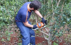 Se habilitó el Programa de Motoguadañas y Motosierras que promueve el empleo en la interzafra