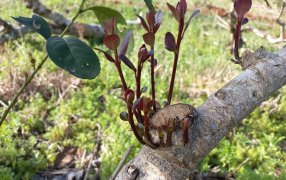 Octubre y Noviembre, tiempo de rebrote de la yerba mate