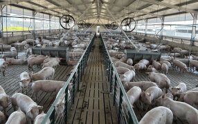 A los cerdos les cae mal el nuevo “dólar soja”: la Federación Porcina se sumó al rechazo