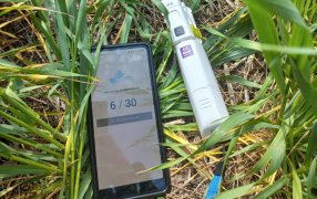 Con humedad en el suelo en las principales regiones trigueras, la fina promete picos de rinde