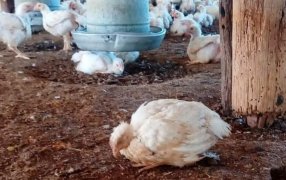 La gripe aviar llegó a las aves de corral y Argentina suspendió exportaciones