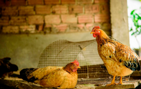 Detectan caso positivo de influenza aviar en aves de traspatio en Entre Ríos