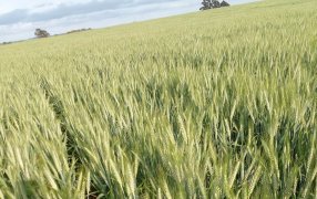 El trigo en la región núcleo está en estado regular y malo, el 70% está atravesando el periodo crítico