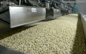 Aumentaron 30%: El maní argentino es campeón mundial en exportaciones