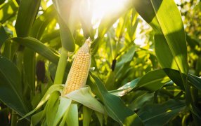 Los bioestimulantes aumentan la eficiencia productiva logrando incrementos en el rendimiento de hasta un 8 % en maíz