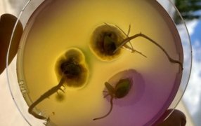 Inoculación 2.0: Ensayos confirman un plus de 400 kg/ha de soja combinando un bioestimulante al momento de inocular la semilla