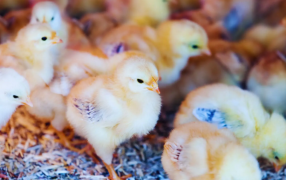 Estudian el uso de microorganismos naturales para potenciar la producción avícola
