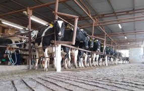 Lechería: “Estamos al borde del precipicio y el Estado nos está dando el último empujón al abismo”