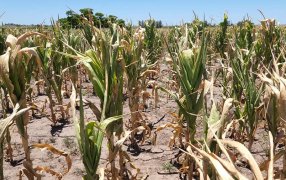 Región Núcleo: Se perdió el 40% del maíz temprano y ya se proyectan escenarios para el tardío