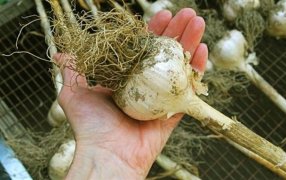 Con el ajo a la cabeza, la siembra de hortalizas de invierno aumentó 8,4% en Mendoza