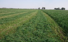 “El 70% de los nutrientes de la alfalfa está en la hoja”