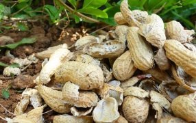 El pueblo cordobés que eludió el “apagón” gracias al maní