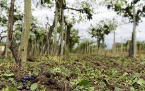 El clima no da tregua: En solo 7 minutos, una fuerte granizada destruyó viñedos y frutales en Mendoza