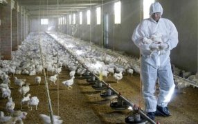 Preocupación por casos de influenza aviar: La FAO activó protocolos de emergencia en la región