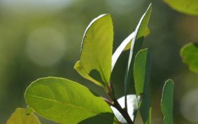 Consideraciones respecto al Proyecto de Ley que propone la derogación del INYM