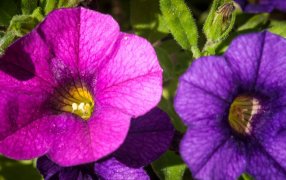 Las variedades de flores del INTA están en todo el país