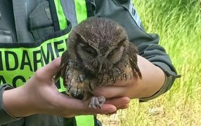Auxilian a una lechuza sobre una Ruta Nacional en cercanías al acceso a la ciudad misionera de Puerto Iguazú