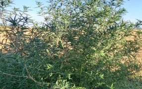 Confirman una nueva maleza resistente en Argentina