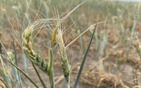 Estiman pérdidas por 3.300 millones de dólares en trigo y cebada