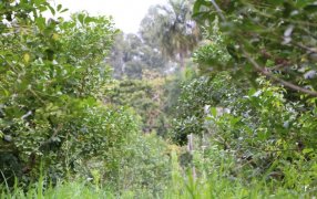 Yerbales en verano: Un suelo sin cobertura es dos veces más caliente que uno con cubiertas verdes y árboles