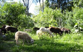 Yerba mate con cuidado de la naturaleza, una práctica que respalda el INYM