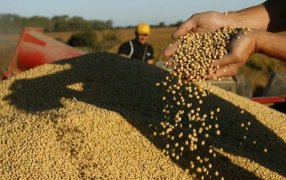 La soja 2024/25 arrancó con cosecha lenta: ¿El fin del cepo la acelerará a la hora de las ventas?