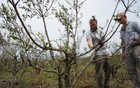 Manejo de yerbales afectados por el granizo