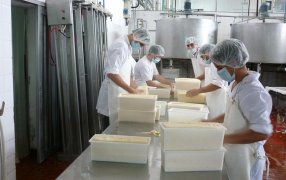 El ranking de las industrias lácteas: ¿Cuáles son las empresas que más leche procesan en Argentina?