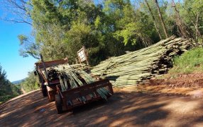 Misiones: Gendarmería Nacional realizó incautación de caña de tacuara