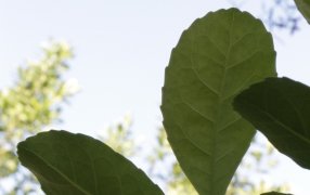 INYM: Reinscripción anual de operadores yerbateros