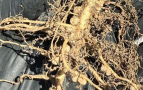 La coinoculación en soja ofrece hasta 10% más de rinde