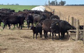 Reclamos y reflexiones sobre la ganadería argentina