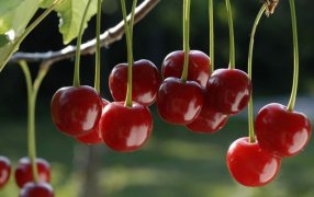 Desde la Patagonia, las cerezas crecen en prestigio y suman una denominación de origen