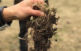 Cuando el medioambiente, el suelo y el bolsillo agradecen que se use biológicos