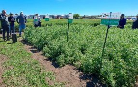 Arvejas seguidas de maíz, una dupla que explota en resultados