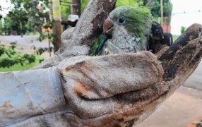 Misiones: la Dirección Defensa del Medio Ambiente Policial rescató un Mono Caí, una Lechuza Campanario y a dos Cotorras que estaba en cautiverio