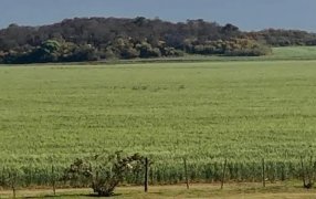 Se renueva la esperanza del sector: El campo que viene en la era Milei