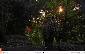 El nuevo yaguareté de Formosa ya tiene nombre