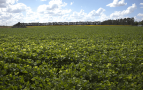 Finalizó la cosecha de soja: 50,3 millones de toneladas, la producción más alta en seis años