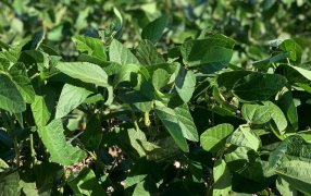 Soja: Un retorno económico de 5 a 1 de la mano de la bioestimulación y la nutrición