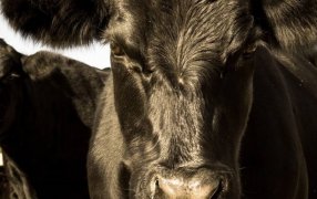 Bovacillus, el primer probiótico aprobado en la Unión Europea, que mejora la salud y la rentabilidad ganadera en Argentina