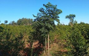El INYM continúa con la incorporación de árboles nativos en el cultivo de yerba mate