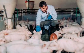 El sector porcino, proteína animal de calidad
