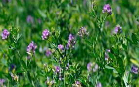 Advierten que pueden faltar semillas de alfalfa para la recomposición forrajera después de la seca
