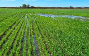 Las lluvias no cortan la ilusión: Más del 95% del trigo sigue en condiciones de buenas a excelentes