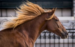El evento más esperado del mundo ecuestre: Vuelve la Expo “Nuestros Caballos” al Predio Ferial de La Rural y será una cita para toda la familia donde los equinos son los protagonistas