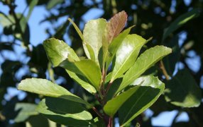 El INYM refuerza los controles para el cumplimiento de precios mínimos de la materia prima