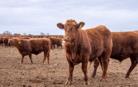 “Al rojo vivo”: La Sociedad Rural alertó por la crisis que vive la ganadería vacuna