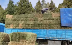 En Río Negro, comenzó el reparto de alfalfa a productores ganaderos aislados por la nieve