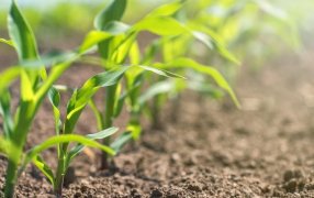 El maíz le saca ventaja a la soja en los márgenes y se afirma para volver a ser protagonista